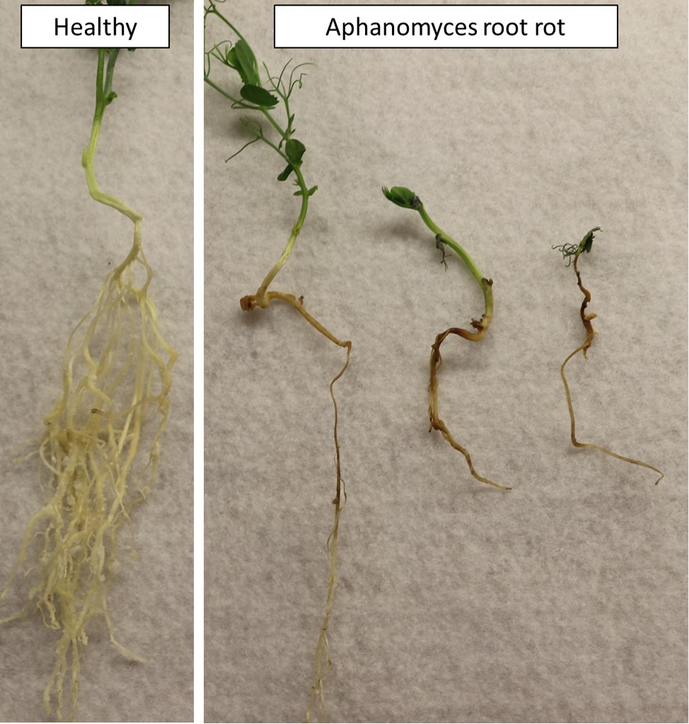 Field Pea and Lentil Root Rot Risk, Diagnosis and Resources NDSU